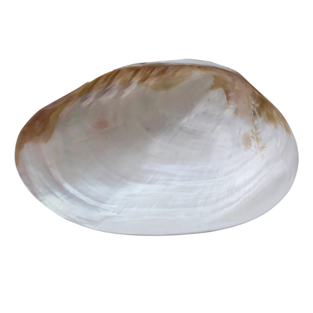Decorative White Seashell Footed Dish